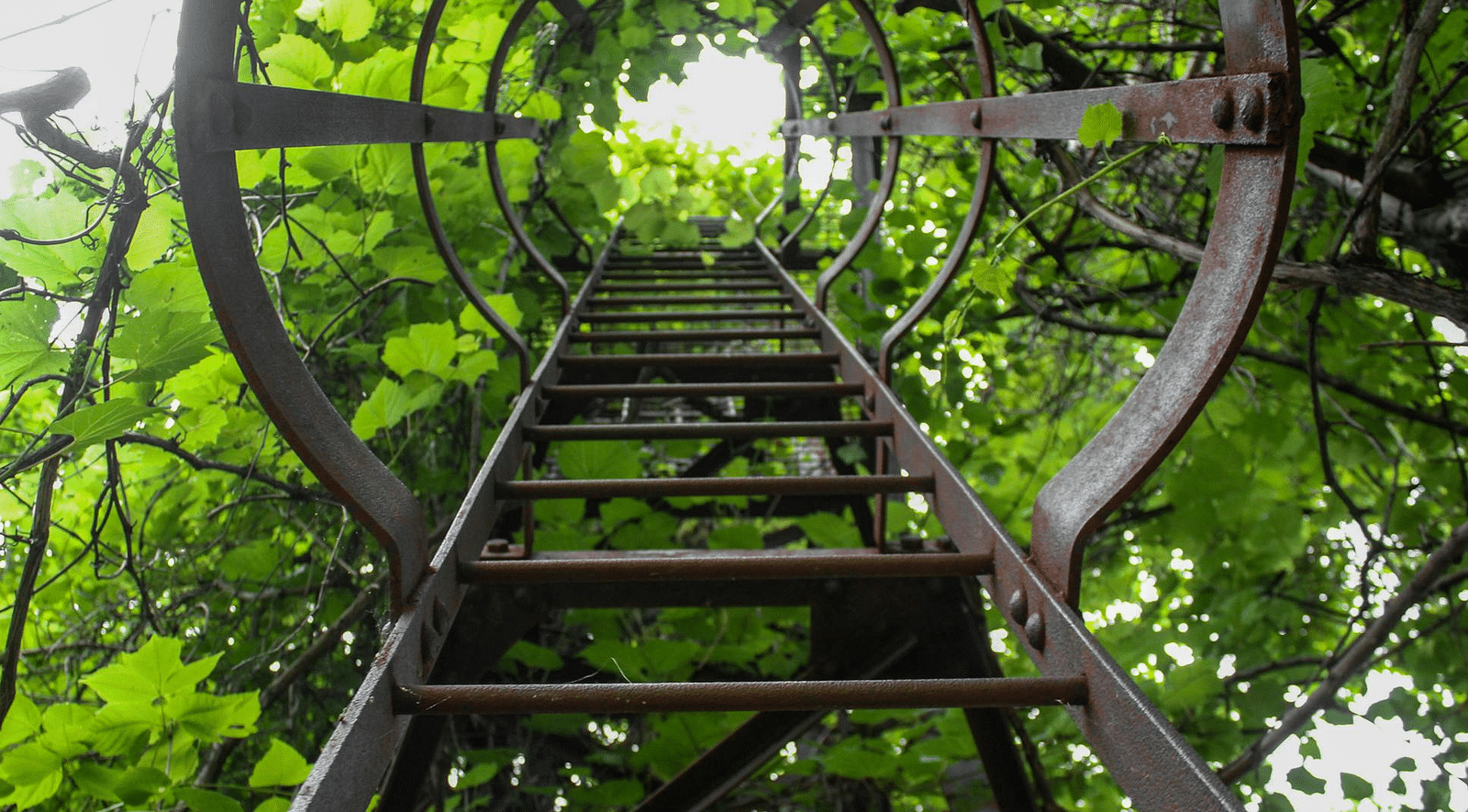 A metal staircase surrounded by lush greenery.