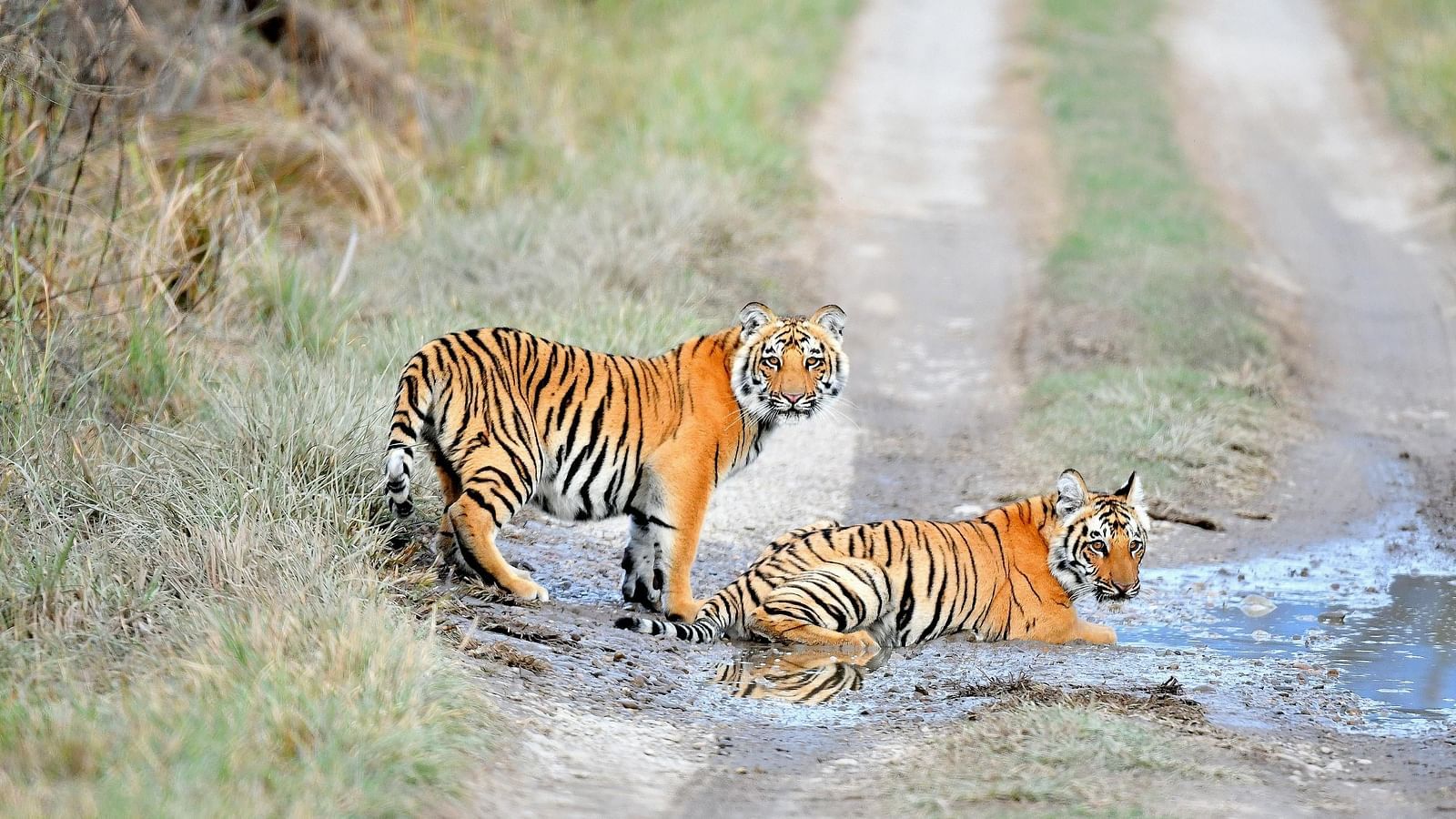 image of two royal bengal tigers sitting in the middle of a muddy trail