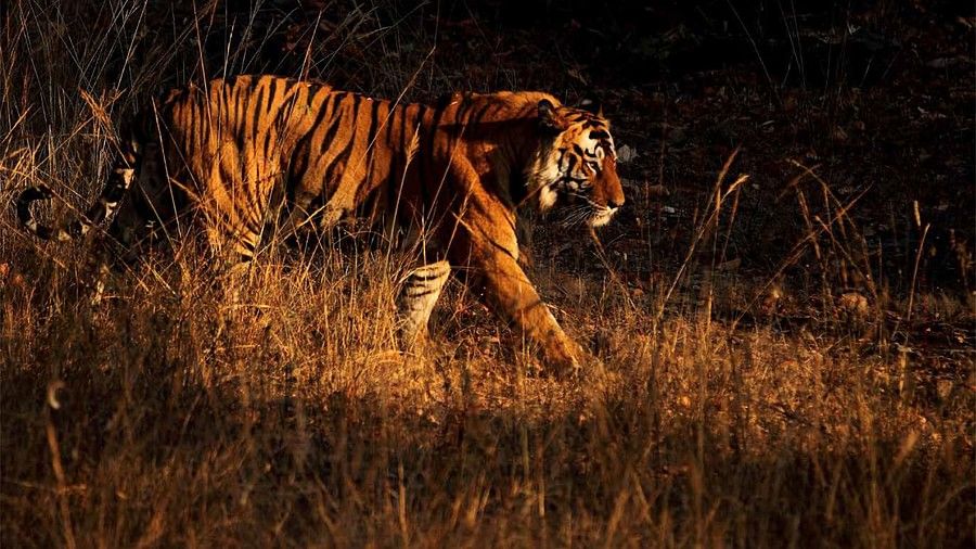 a tiger walking 198374