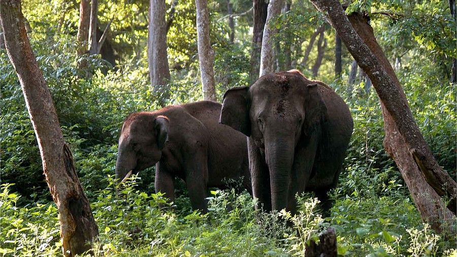 two elephants 
