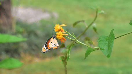 A colorful butterfly delicately perched on a yellow flower in the peaceful gardens at Karma Chalets.