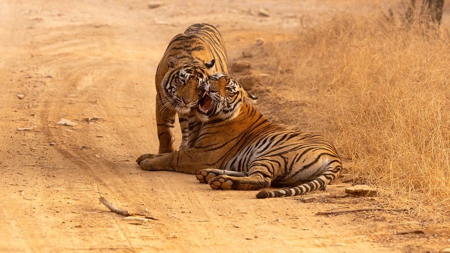 A tiger with a patterned coat rests on textured ground covered in dry plant life, while another tiger stands nearby, playfully interacting with each other.