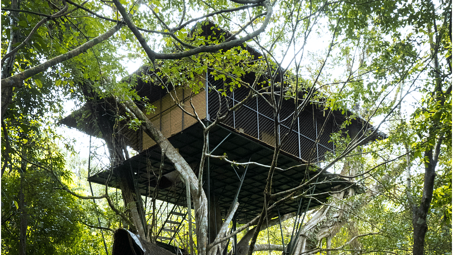 A tree house elevated above the forest floor amidst greenery | Vythiri Resort, Wayanad