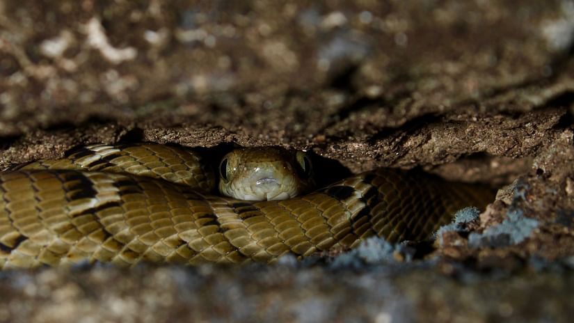 image of a snake