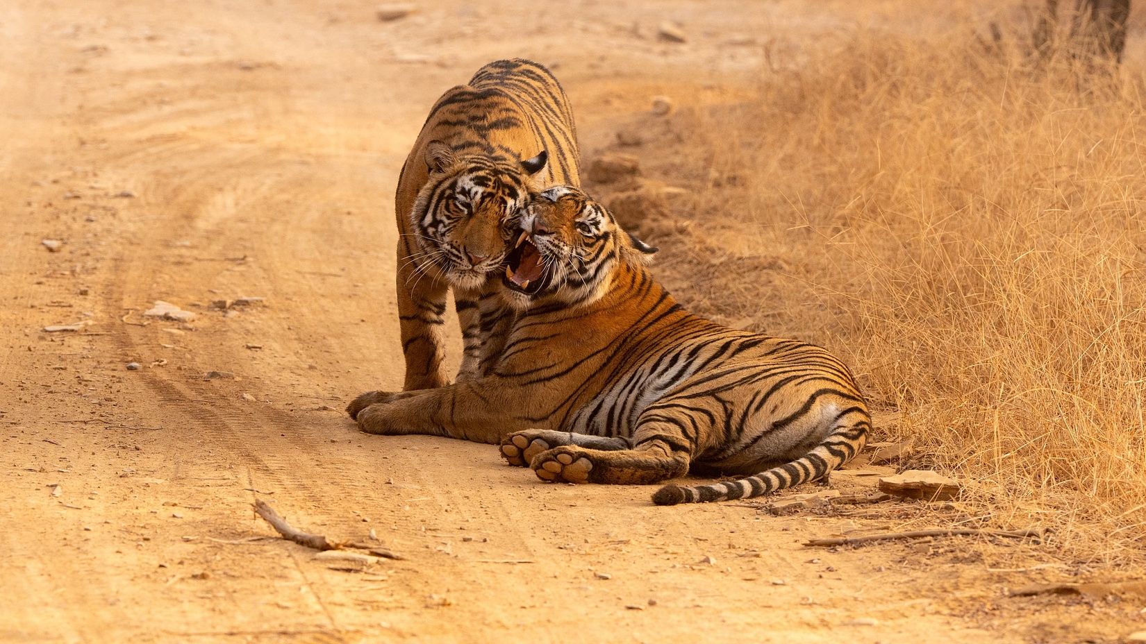 A tiger with a patterned coat rests on textured ground covered in dry plant life, while another tiger stands nearby, playfully interacting with each other.