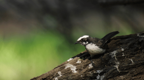 image of a bird sitting on a tree