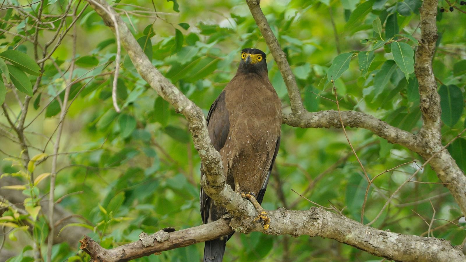 A solitary bird sitting on a branch of a tree in Tadoba National Park at Trees N Tigers, Tadoba.