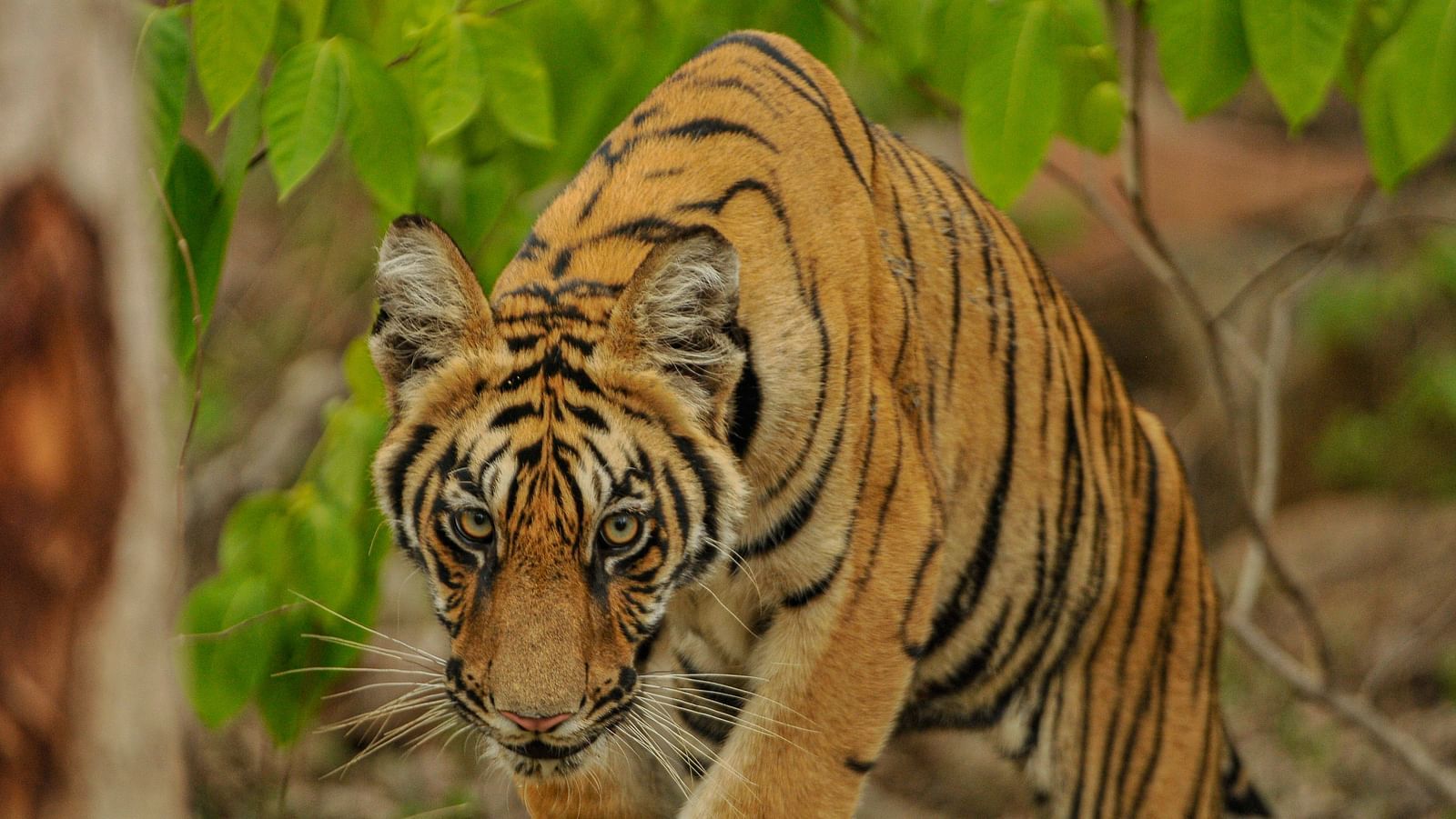 A close up shot of a tiger walking at Trees N Tigers, Tadoba.