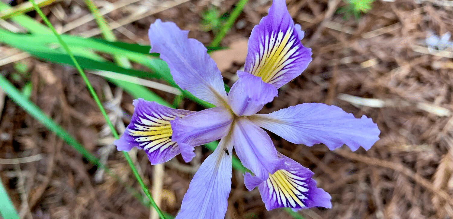 a close up shot of a wild iris flower with six petals