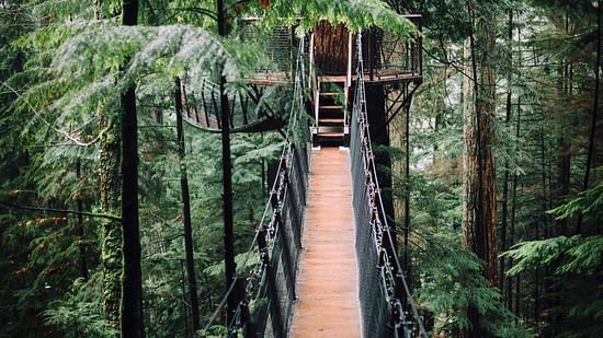 A wooden pathway to a tree house