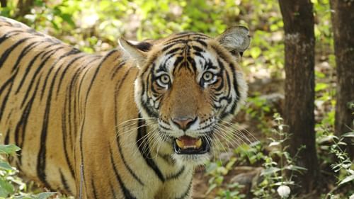 A close up shot of a tiger inside ranthambore national park with greenery in the background