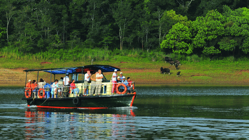 An overview of boat with many people travelling on a waterbody inside Periyar Wildlife Sanctuary and a herd of Gaurs on the land in the background as seen during an elephant safari, Thekkady.
