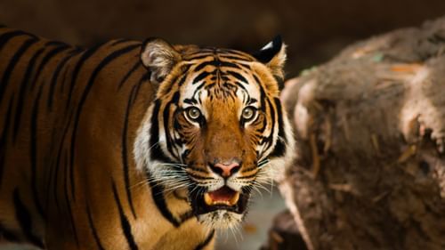 A closeup shot of a Tiger with its mouth open at Sariska Tiger Reserve.