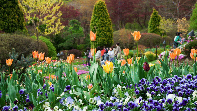 An expansive garden filled with colourful flowers arranged in neat clusters, with trimmed hedges and trees