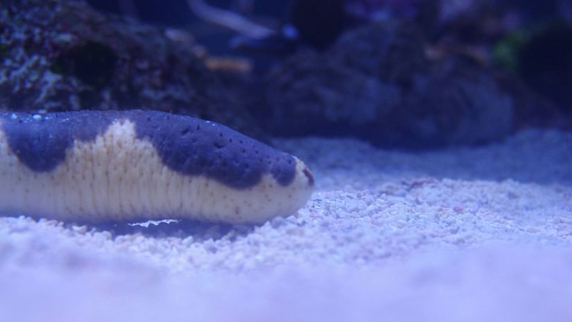 A Sea cucumber in view inside an aquarium with sand below it and a rock next to it.