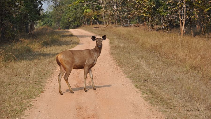 A back view of a deer walking on the pathway flanked by trees in Pench National Park | The Riverwood Forest Retreat, Pench