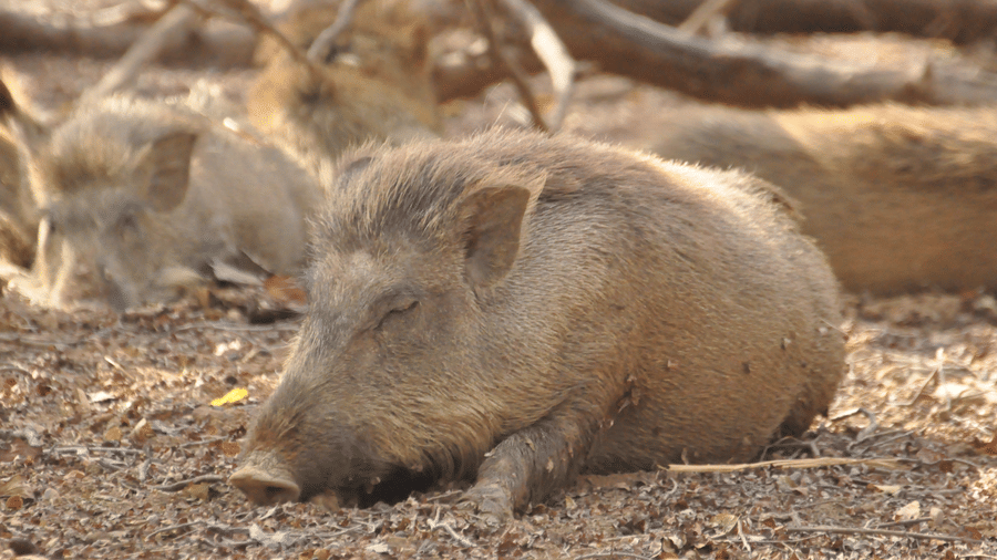 A pig sleeping on the ground in Pench National Park