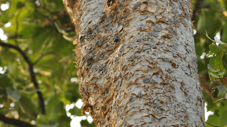 A close shot of a tree's bark