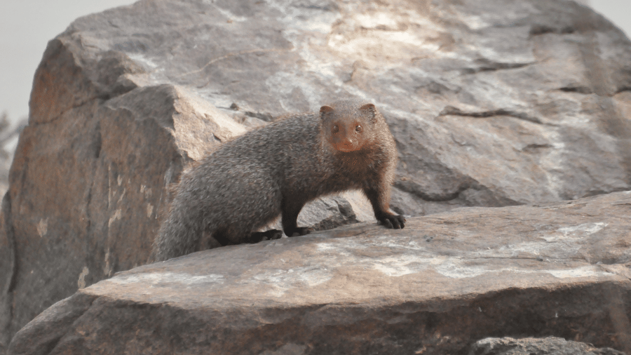 A mongoose sitting on a huge rock