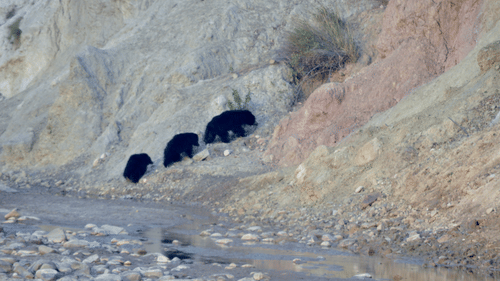 Jungle Safari at jim corbett- The Golden Tusk