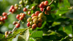 an image of ripe Coffee beans on a branch with the leaves in the background.