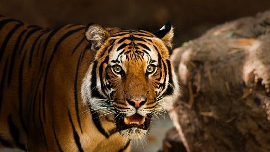 A tiger looking into the distance and a boulder in the background