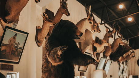 Several heads of various wild animals well-preserved on the wall for display at a museum.