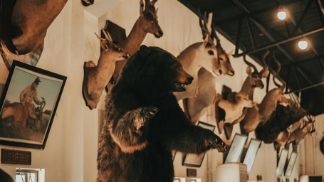 A collection of taxidermy animal heads, including deer and antelope, mounted on a white wall around a standing bear.