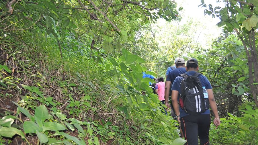Hikers at Forest Escapes Koyna explore a natural trail through dense foliage.