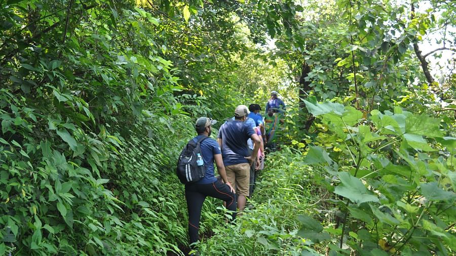Guests at Forest Escapes Koyna explore a natural trail, walking through dense greenery.