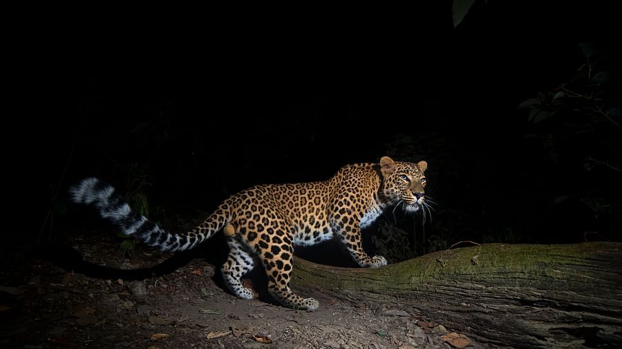a leopard walking in the woods at night - The Jamoon, Corbett