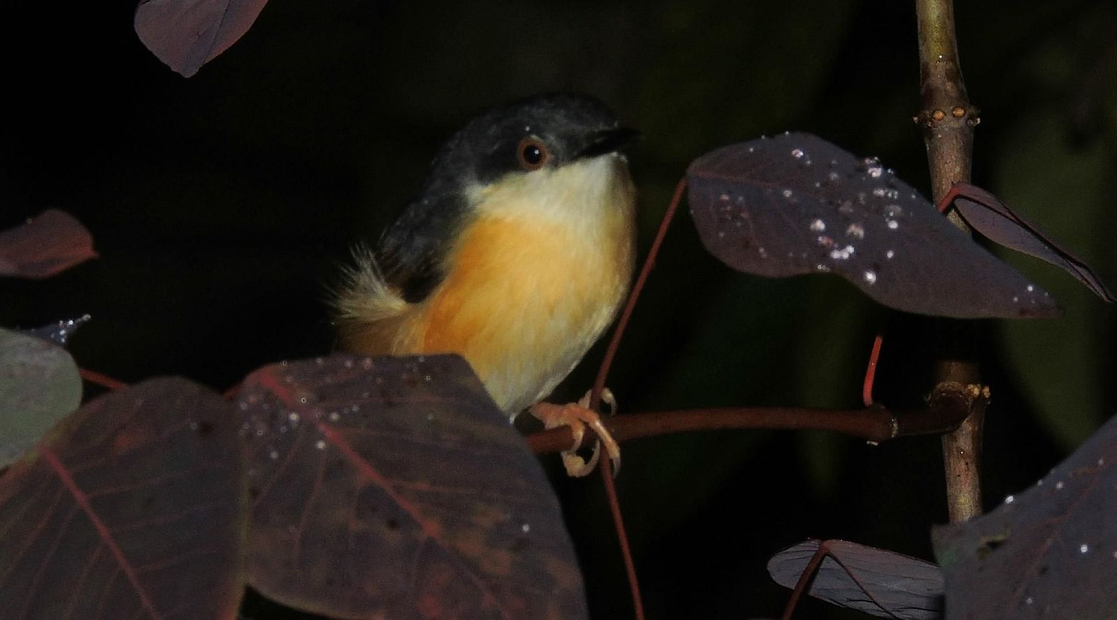 image of a small fluffy yellow bird sitting in the middle of the bushes