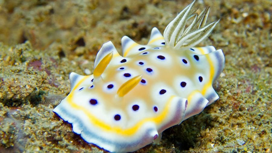 Gem sea slug Photo by Karin Brussaard