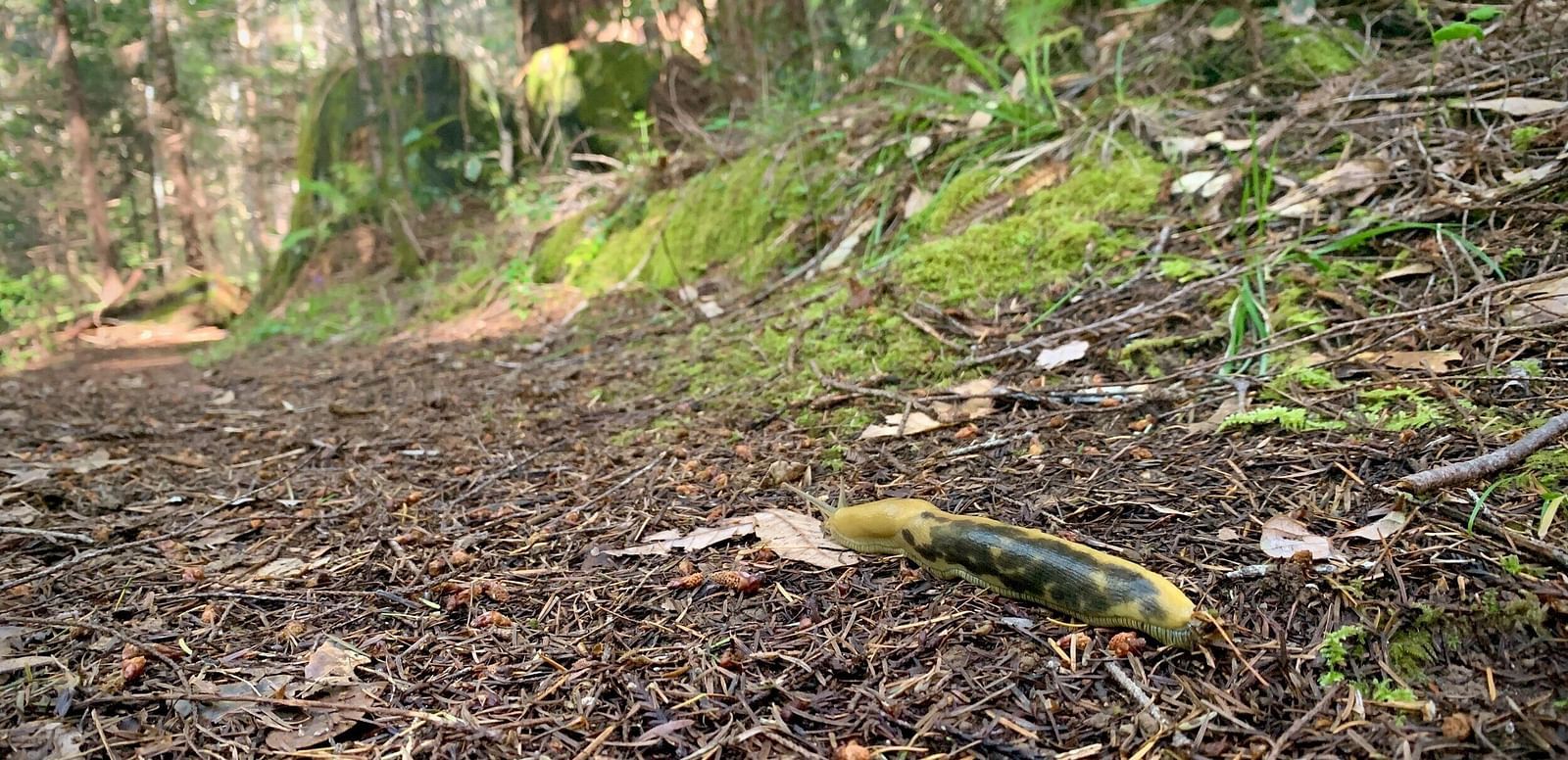A bright yellow and brown banana slug crawls across a forest floor covered in fallen leaves and pine needles.