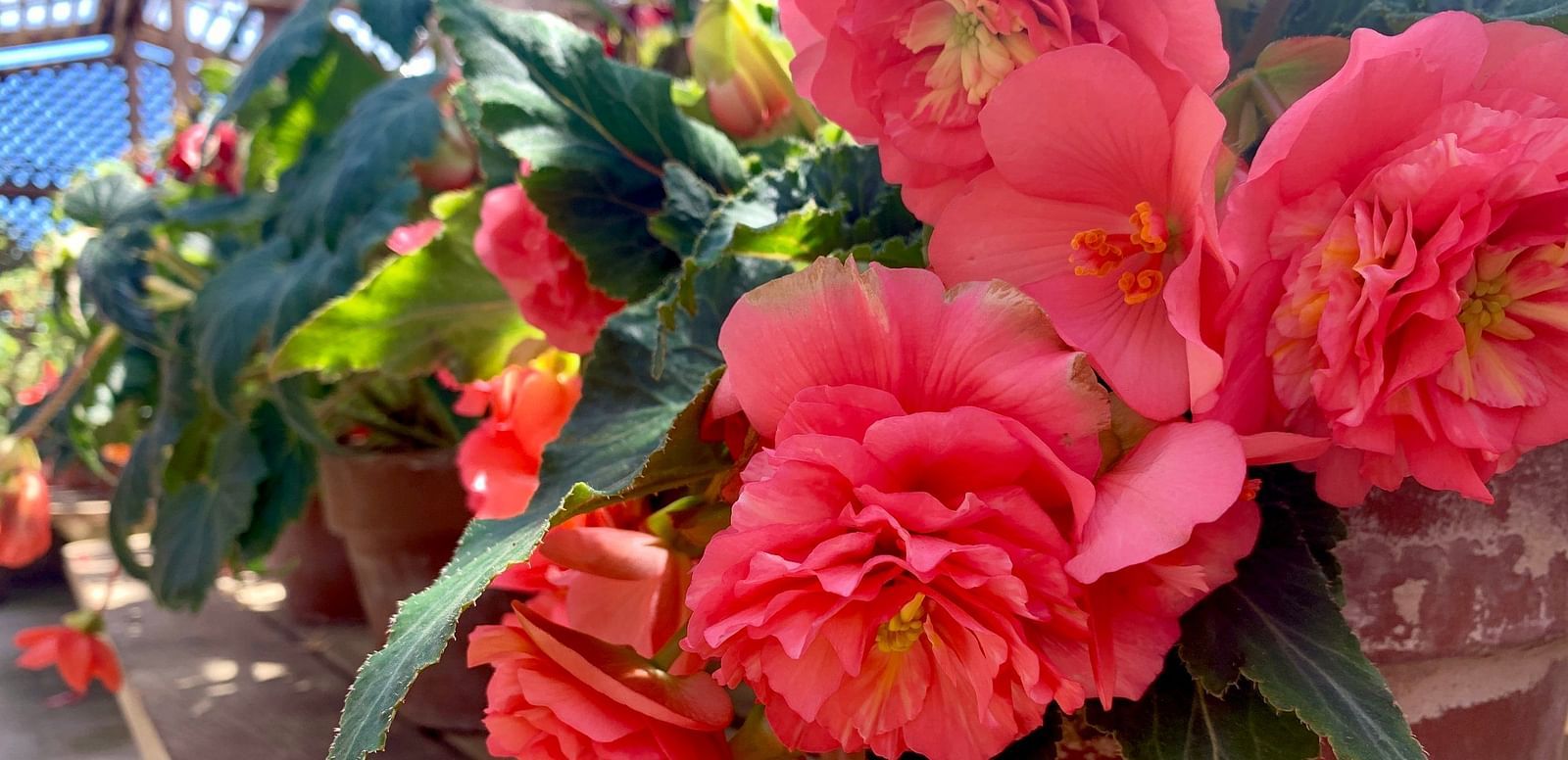 Pink begonias in a greenhouse, adding a fresh and vibrant touch to the plant display