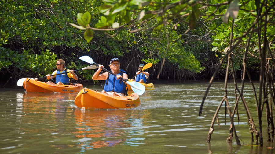 Multiple people kayaking near a dense mangrove