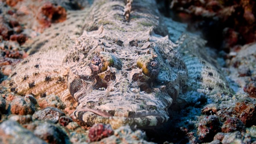 Crocodile Flathead Photo by Jillian Frits