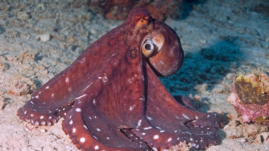 Octopus Photo by Jillian Frits