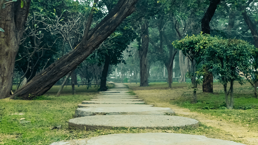 walkway amidst trees 93
