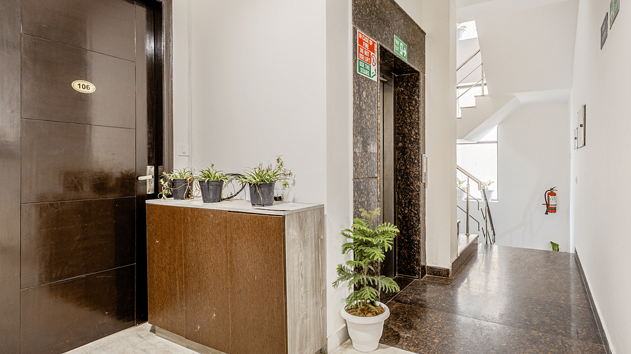 Lime Tree 2 37