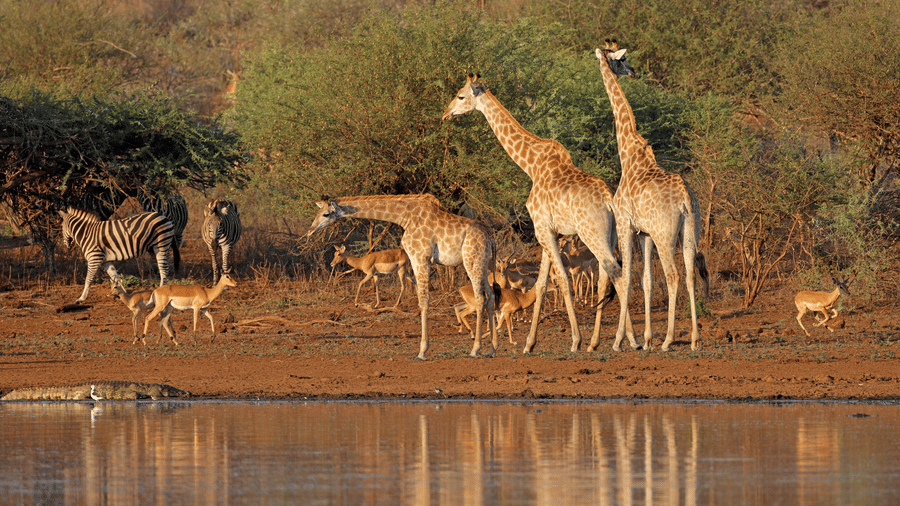 Coracle Rides on Kabini River: A Serene Wildlife Experience 