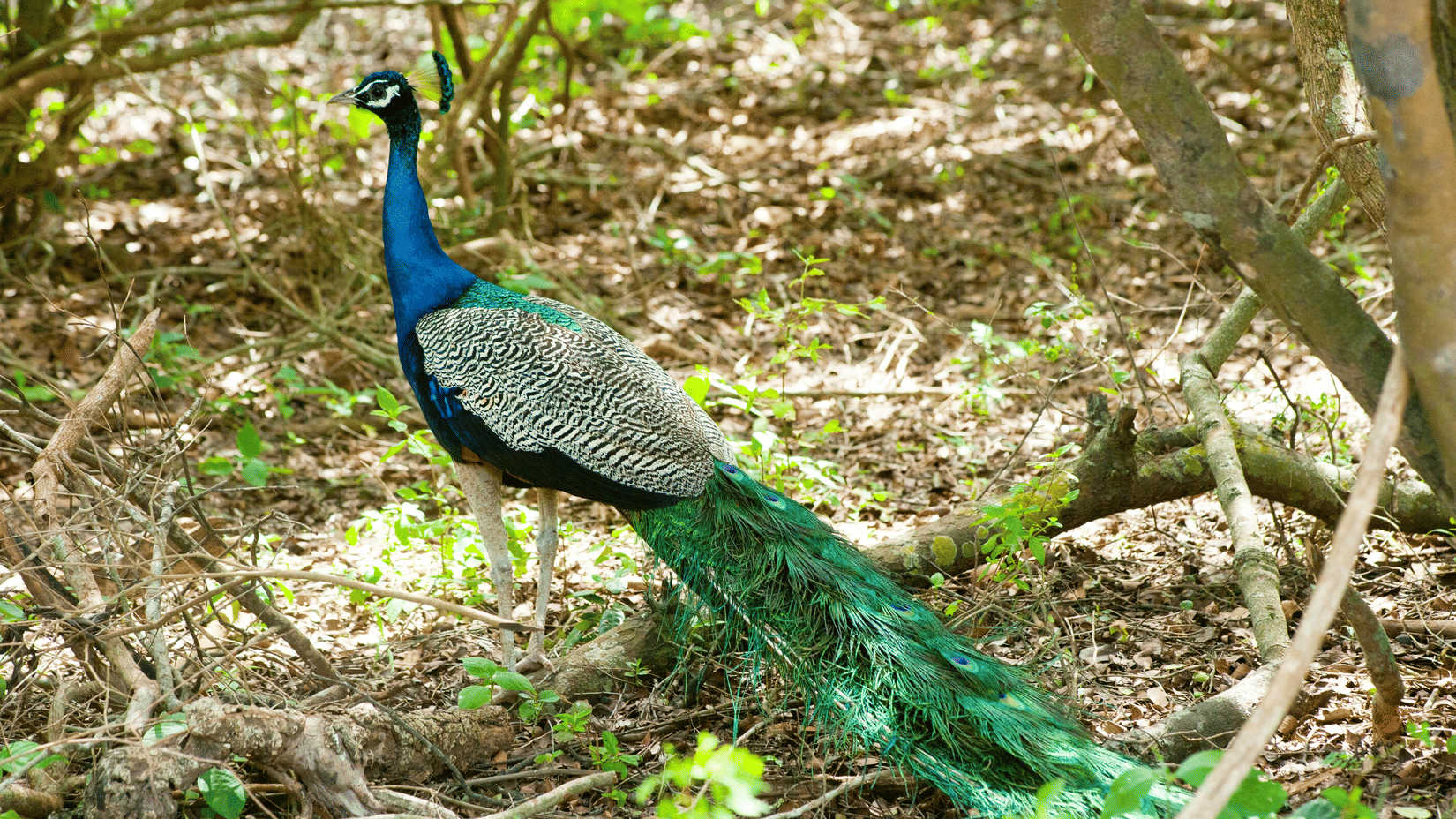 A male peacock with its iridescent blue and green plumage stands in a dense, green forest.