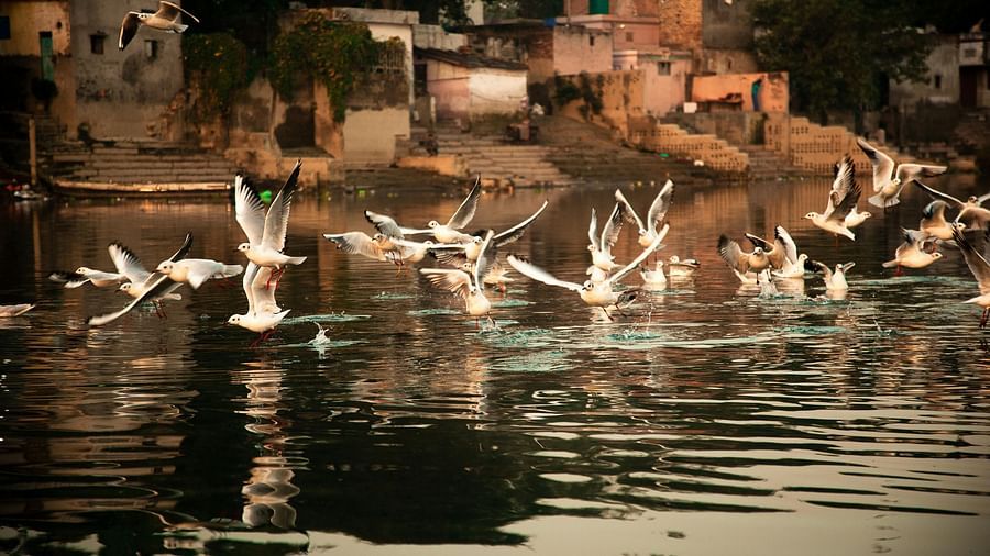 A image of birds flying around the Triveni Sangam