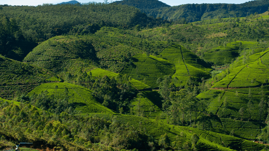 Rolling green hills covered in tea plantations with neat rows of bushes stretching across the landscape.