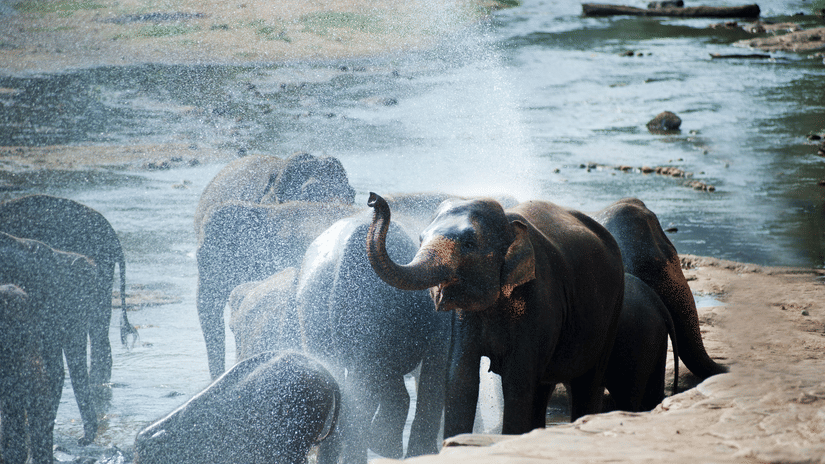 A herd of elephants bathing themselves at a water body.