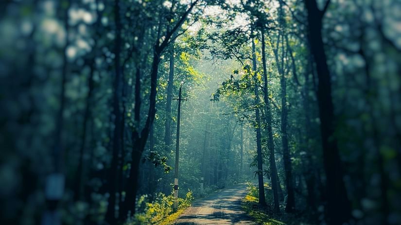 an overview of a forest with mist covering and rays of sunshine creeping through the gaps