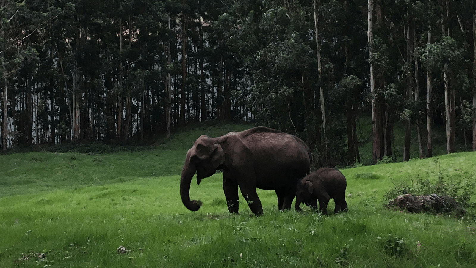 a family of elephants walking a green field with towering trees in the background