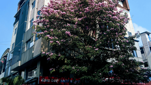 a pink trumpet tree outside a building in bangalore