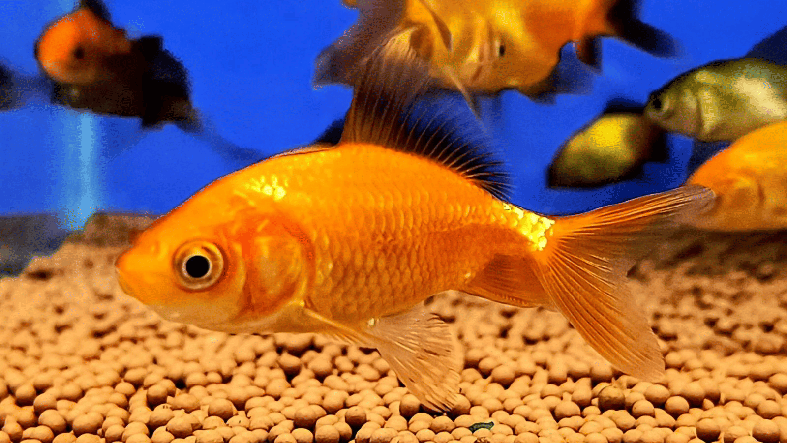 A classic brightly coloured goldfish with flowing fins swimming with other fishes in an aquarium.