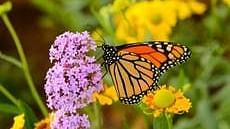 A close-up of a vibrant monarch butterfly perched on flowers - Black Thunder, Coimbatore